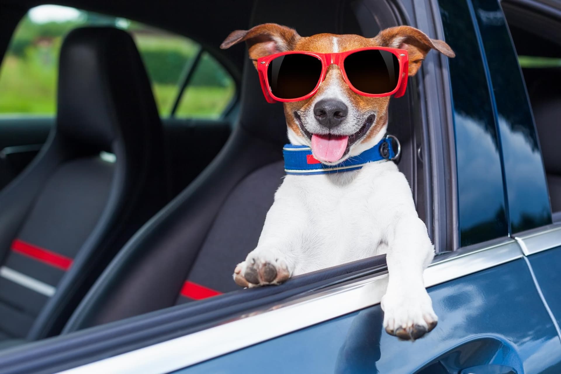 Vet Home Certs: Affordable, Fast Pet Travel Certificates