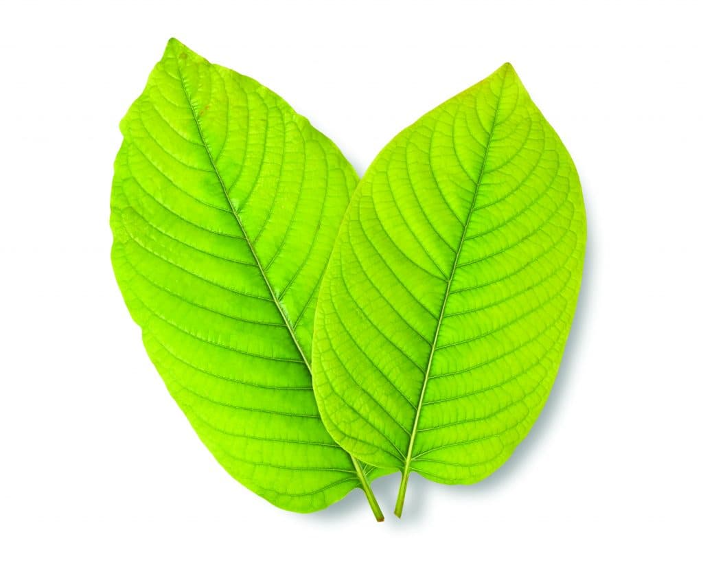 Explore Chiang Mai’s Most Welcoming Kratom Tea Shop