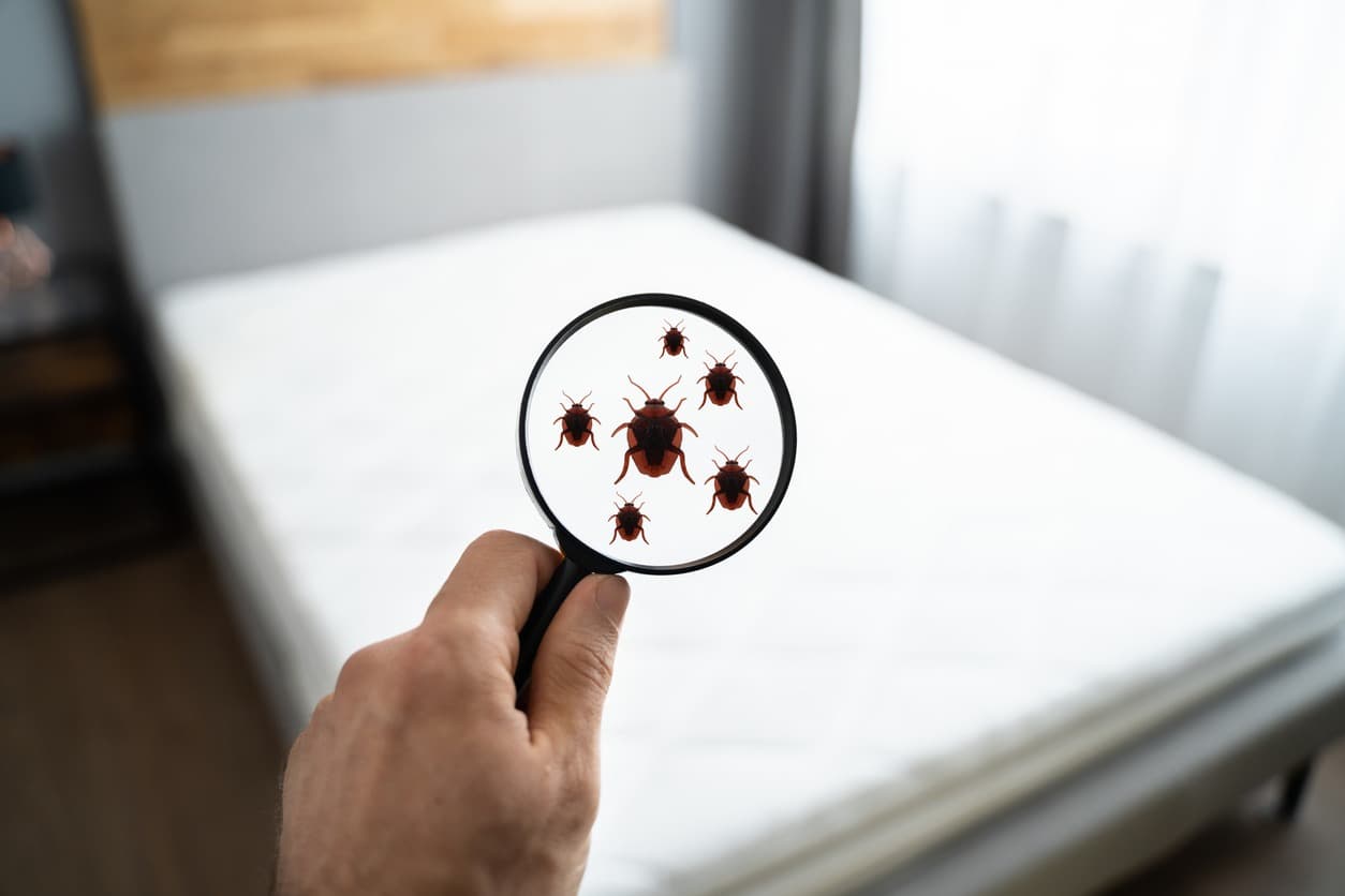 Mattress Cleaning Dubai – Professional Care for Every Mattress