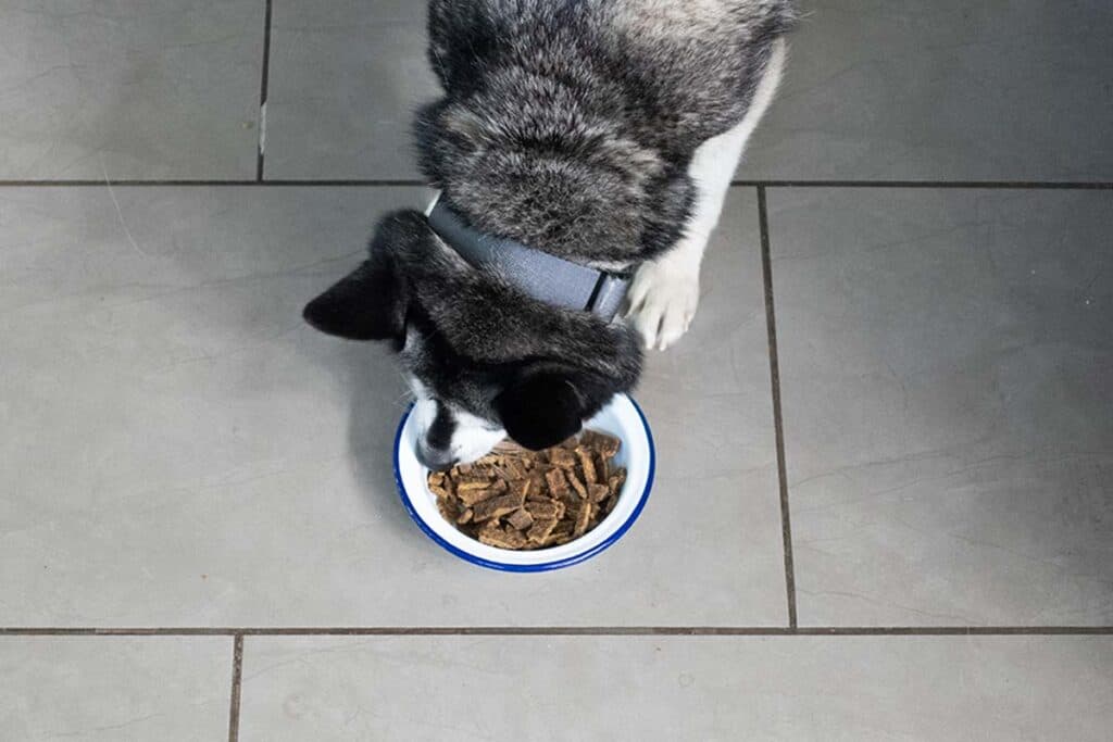 Feeding Guidelines for Dr Martys Dog Food Explained